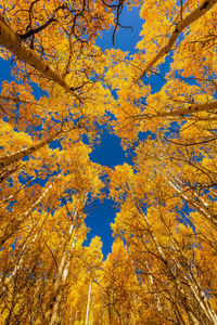 Low angle view of tree against sky