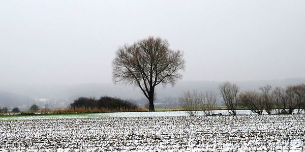 Bare trees on snow covered field against clear sky