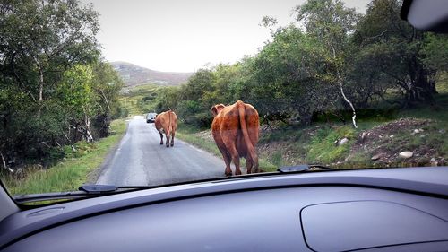 Road passing through forest