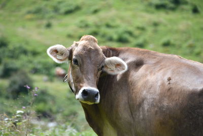 Portrait of cow on field