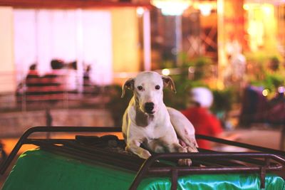 Portrait of dog sitting in car