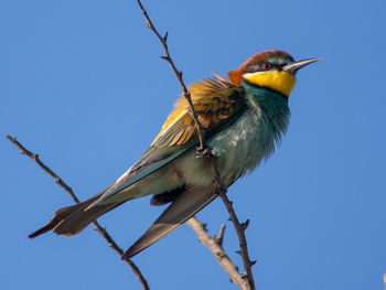 European bee-eater - merops apiaster in camargue