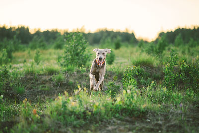 Dog running in field