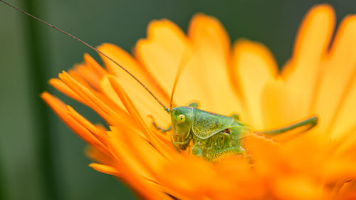 Close-up of insect on orange flower