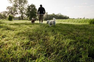 Man with dogs on field against sky