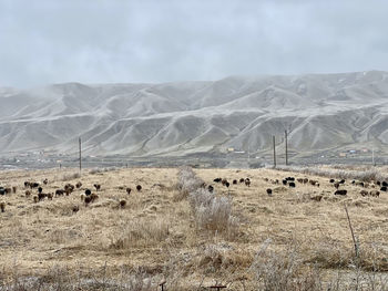 Sheep grazing during a cold morning in tianshan mountain china. 
