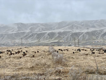Flock of sheep on a field
