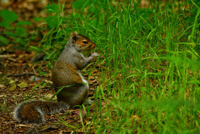 Squirrel on grassy field