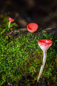 High angle view of red mushroom growing on land