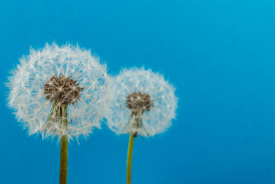 Close-up of dandelion against blue sky