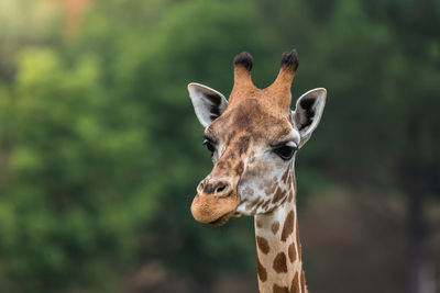 Close-up portrait of a giraffe