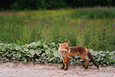 Fox standing by the side of the road in summer