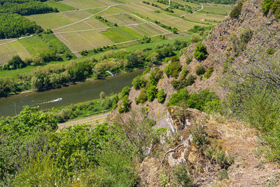 Plants on slate rocks, growing in vineyards in western germany in the spring.