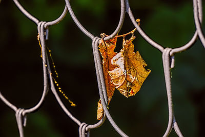 Close-up of chainlink fence