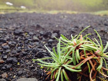 Close-up of plants growing on field