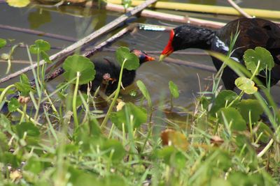 View of bird on plant