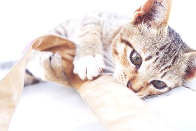 Close-up of cat resting