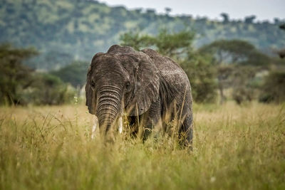An old male elephant in the grass