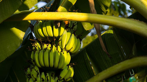 Close-up of fruit on plant