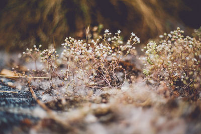 Close-up of plants