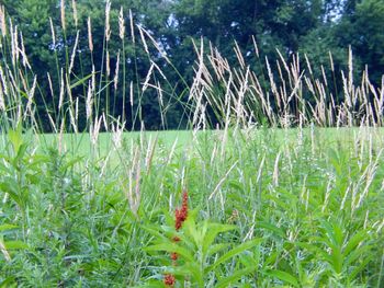 Plants growing in field