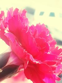 Close-up of pink flower blooming