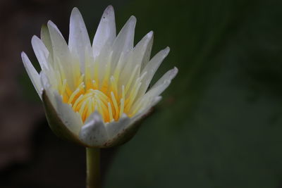 Close-up of white flowering plant