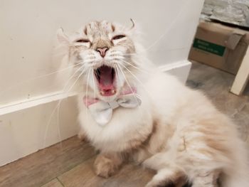 Portrait of cat yawning at home