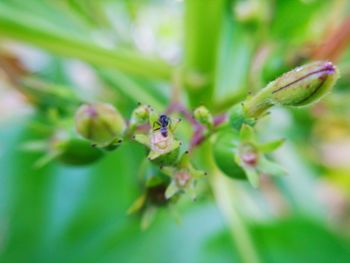 Close-up of insect on flower