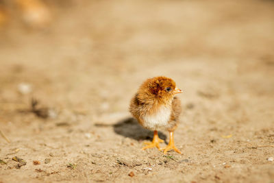 Close-up of a bird on field