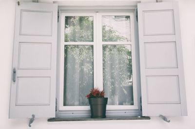 Potted plant on window