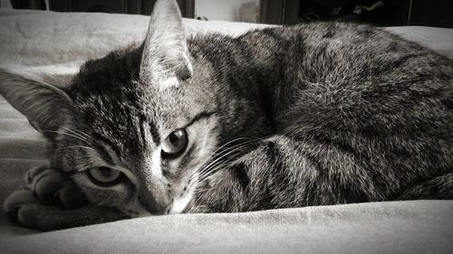 Close-up portrait of cat lying on bed