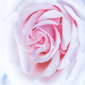 Close-up of pink rose