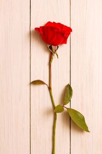 Close-up of red rose on wood