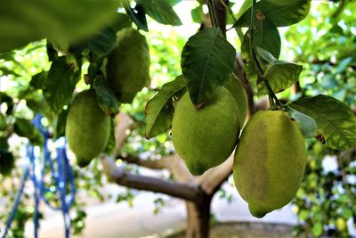 Close-up of fruits growing on tree