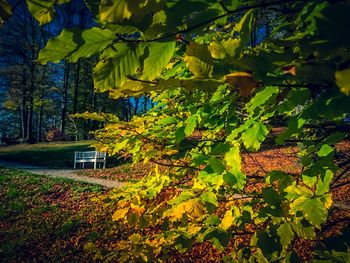 Close-up of yellow flowering tree in park