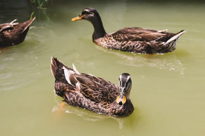 Duck swimming in the lake