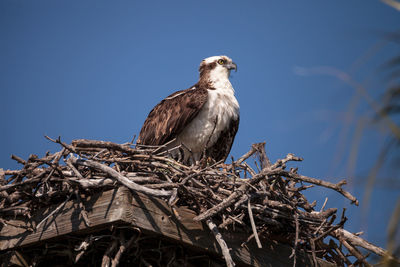 Low angle view of bird perching on tree against sky