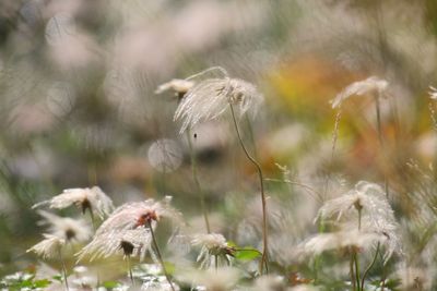 Close-up of flowers growing outdoors