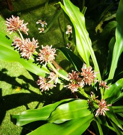 Close-up of flowering plants