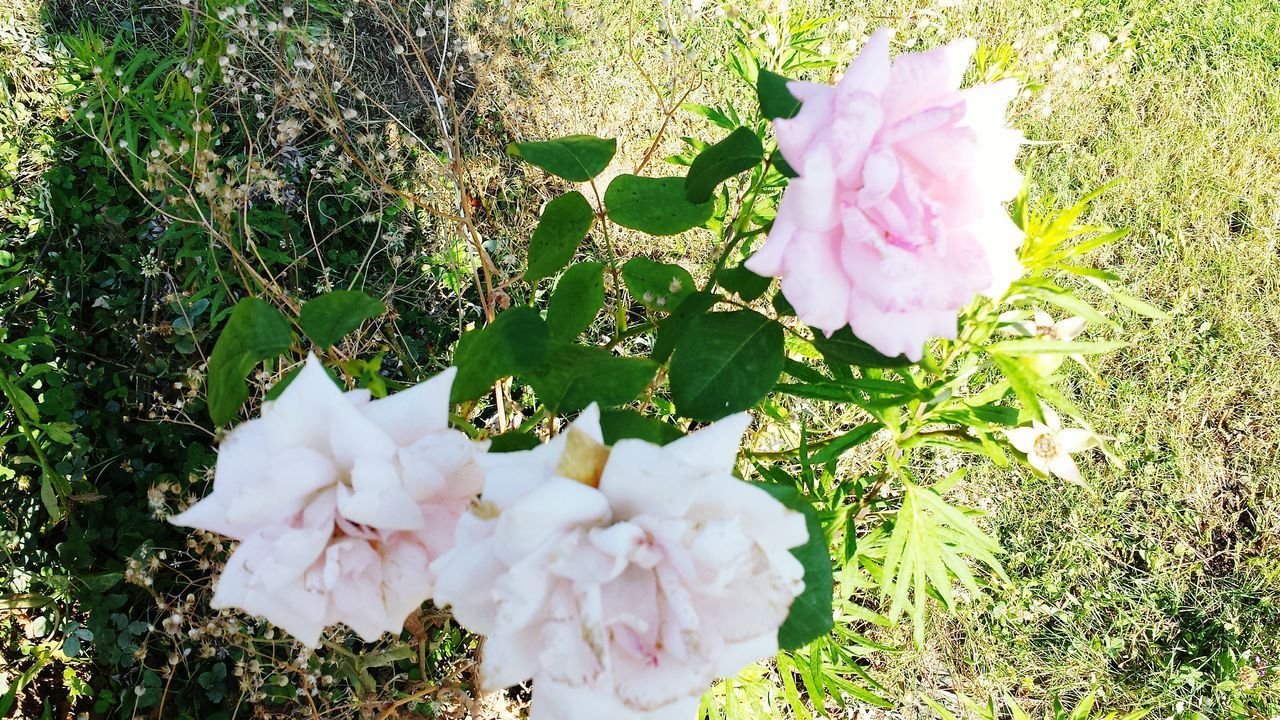 CLOSE-UP OF PINK FLOWERS