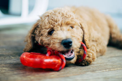 Close-up of dog with red toy at home