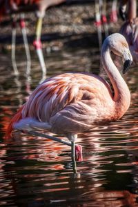 Pink flamingo on one leg