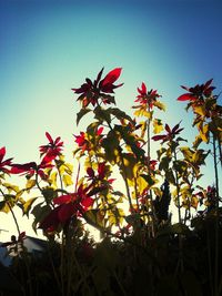 Low angle view of red flowers against clear blue sky