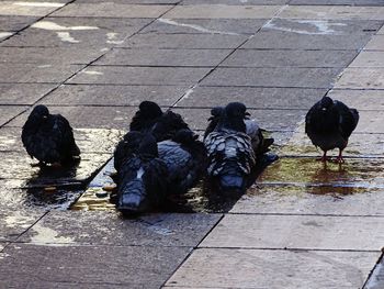 Birds perching on water
