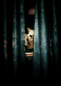 Portrait of cat peeking through window