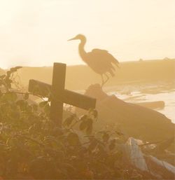Side view of bird perching on a land