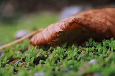 Close-up of crab on field