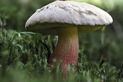 Close-up of mushroom growing on field