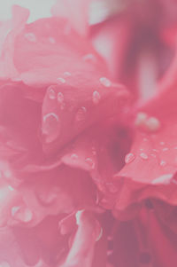 Full frame shot of pink red petals